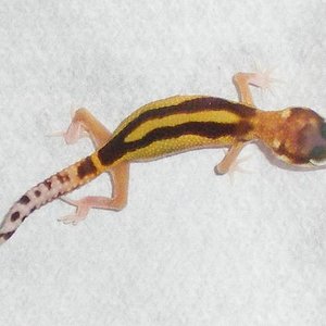 2 snake eyes Striped Eclipse.JPG