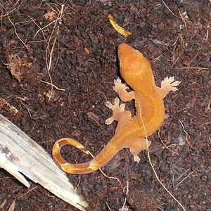 Blonde Orange sarasinorum Green eyed.JPG