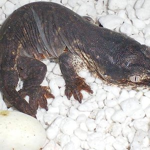 R.l.leachianus (Mt. Koghis dark Morph x Southern Blotched).JPG