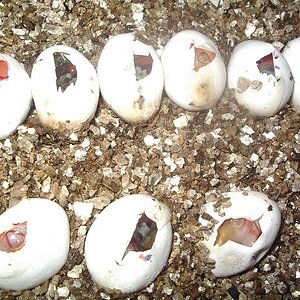 Puesta alterna 1.jpg