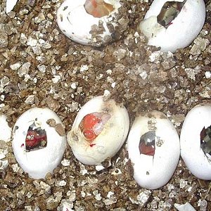 Puesta alterna 2.jpg