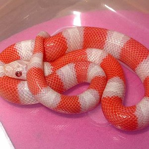 Alterna albina 1 .jpg