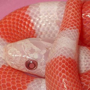 Alterna albina 1 cabeza.jpg