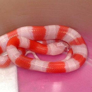 Alterna albina 2.jpg