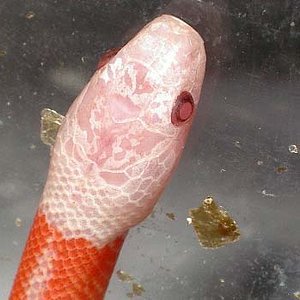 Alterna albina 2 cabeza.jpg