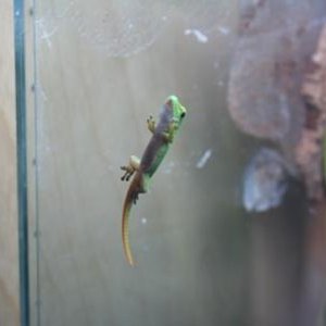 phelsumas 001 mini.jpg