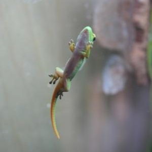 phelsumas 003 min.jpg