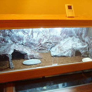 terrario pogona.JPG