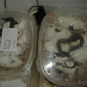 DSCF4044 (Medium).JPG