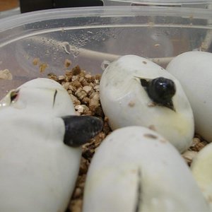 DSCF4047 (Medium).JPG