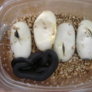 DSCF4049 (Medium).JPG