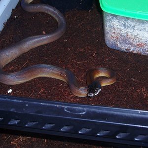 albertisii hembra 003.jpg