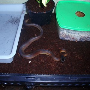 albertisii hembra 005.jpg