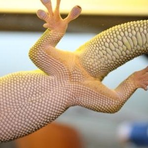 Macho o hembra subadulta comprimido.jpg