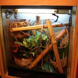 terrario phelsuma comprimido.jpg