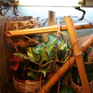 terrario phelsuma dos.jpg