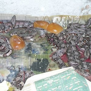 nacimientos bci 08 [640x480].JPG