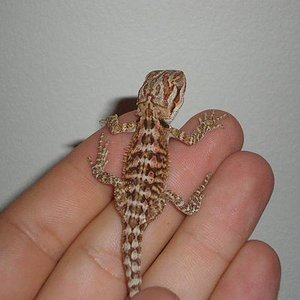 litle orange By Devil Serpentarium net 2.jpg