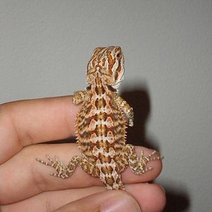 litle orange By Devil Serpentarium net3.jpg