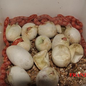 sunglow crias 2008.JPG