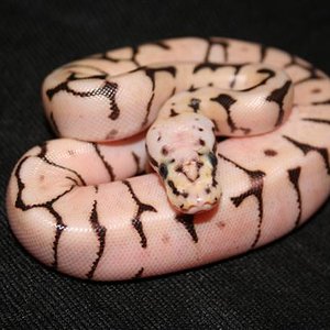 IMG_1243 (Small).JPG