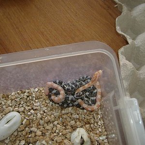 DSCF4066 (Medium).JPG