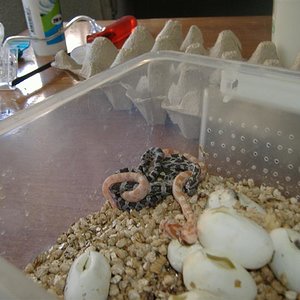 DSCF4068 (Medium).JPG