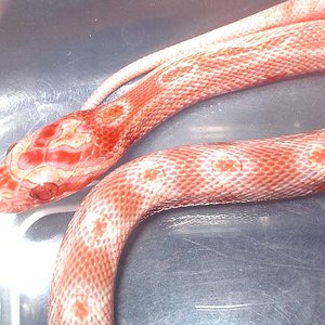 Albina mandarina.jpg