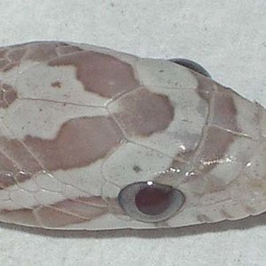 motley ghost cabeza.jpg