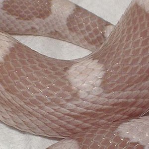 motley ghost cuerpo.jpg