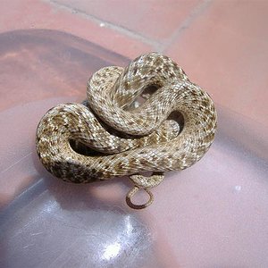 DSCF4075 (Medium).JPG