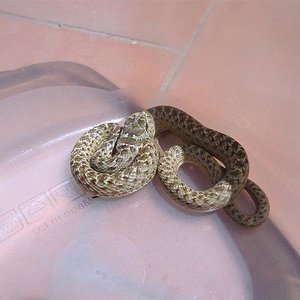 DSCF4077 (Medium).JPG