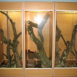 terrarios rhacos2.jpg