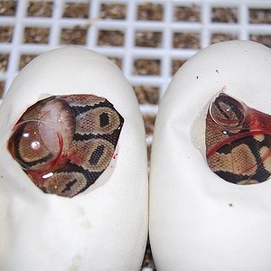 regius 1-09-08...JPG