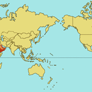 cerastes cerastes.gif