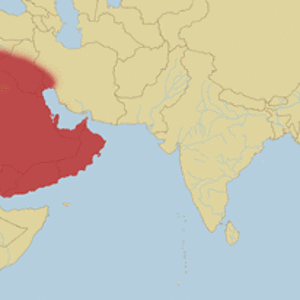 cerastes  gasperetti.gif