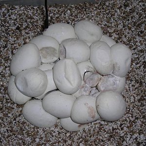 DSCN0963 (Small).JPG