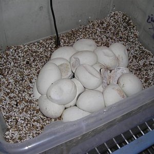 DSCN0964 (Small).JPG