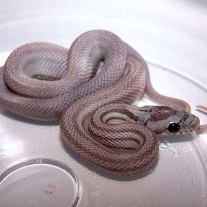 dilute anery striped 2.jpg