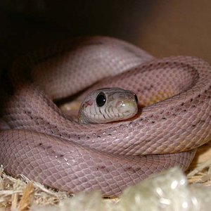 dilute anery striped 1.jpg