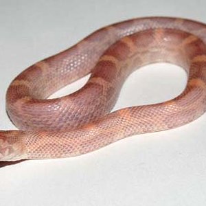 Sunkissed lavender baby.jpg