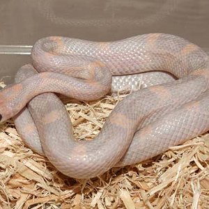 Sunkissed lavender adulta.jpg