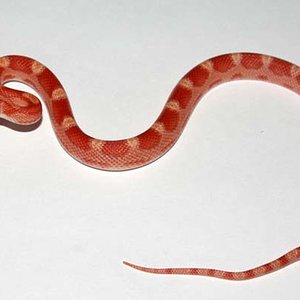 Sunkissed motley amel  baby.jpg