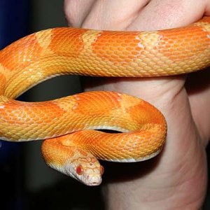 Sunkissed  motley amel adulta.jpg