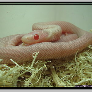 ghost het blizard x ghost het blizzard (Amel + Anery + Charcoal + Hypo)2.jpf.jpg