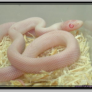 ghost het blizard x ghost het blizzard (Amel + Anery + Charcoal + Hypo).jpf.jpg
