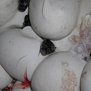 DSCN0967 (Small).JPG