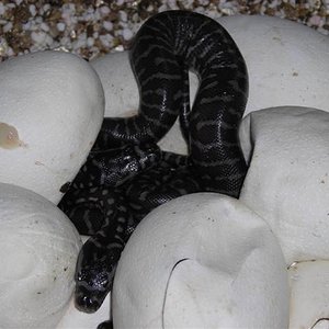 DSCN0968 (Small).JPG