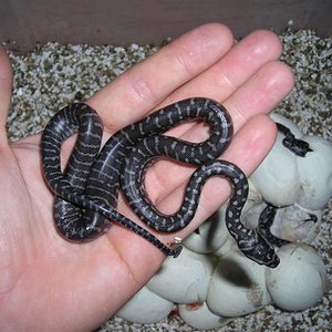 DSCN0979 (Small).JPG