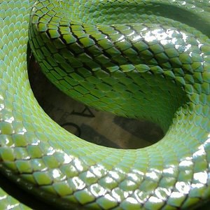 DSCF4155 (Medium).JPG